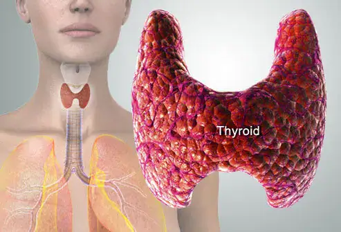 How Homeopathy Works for Thyroid Disorders?