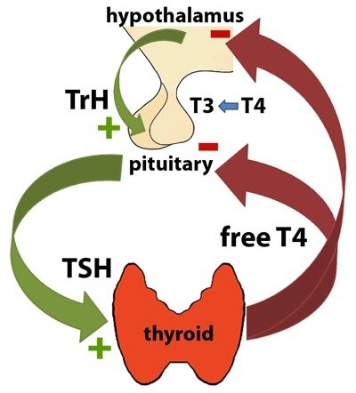 What is the function of thyroxine?
