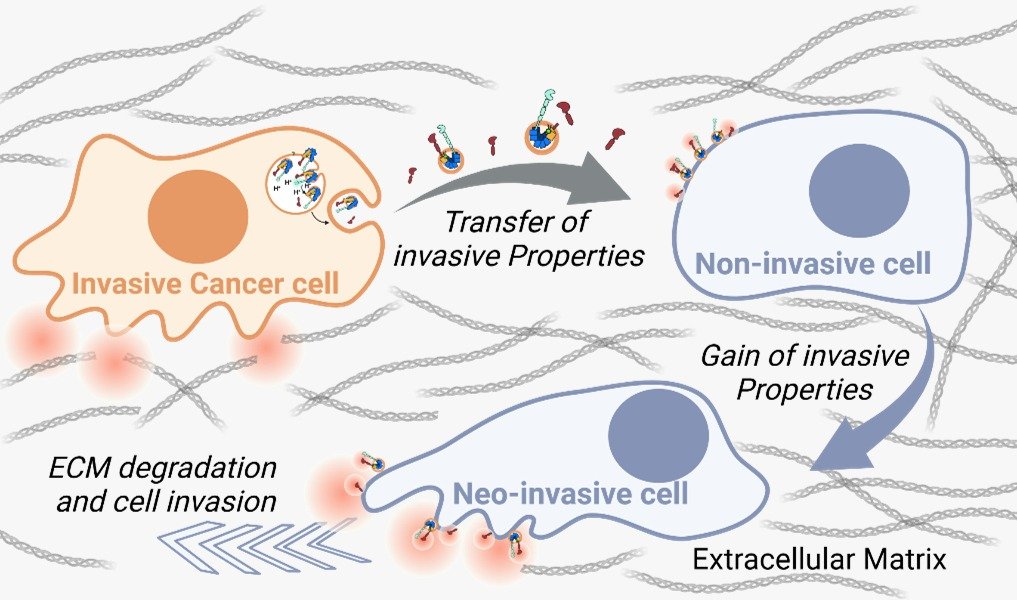 When Cancer Cells Can Be Transferred?