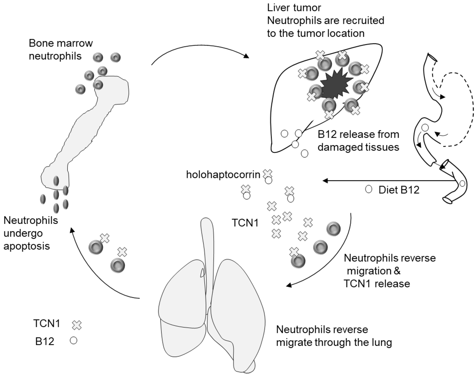 Why Cancer May Cause Elevated B12?