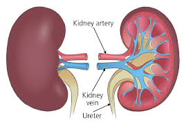 Human kidney diagram showing kidney artery, vein, and ureter